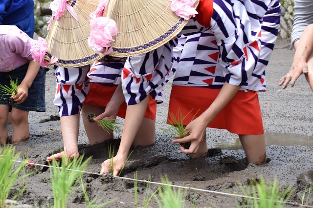 花田植９.JPG