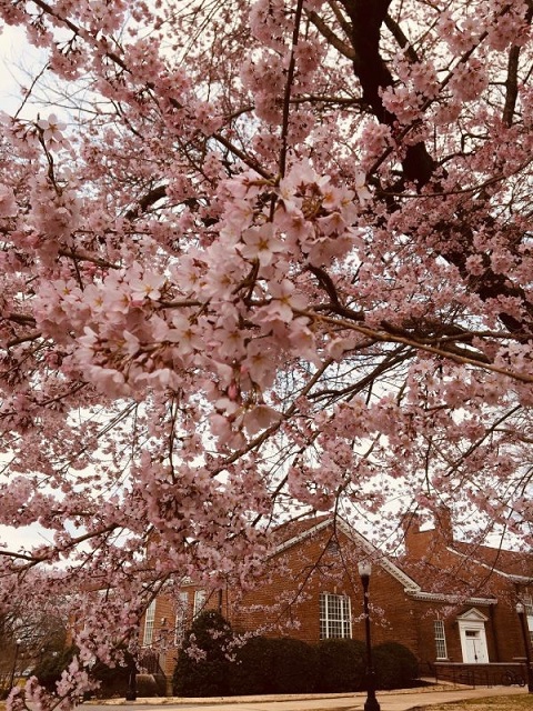 Sayaka Cherry Blossoms Blooming on Campus.jpg