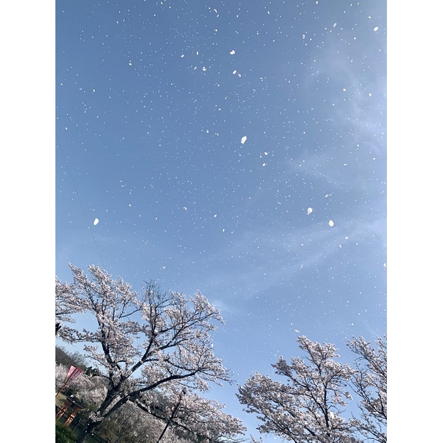 植物部門1位.jpeg